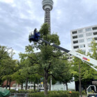 街路樹の整備のご依頼をいただきました。