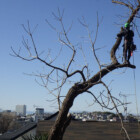 どのような伐採でも対応可能です。