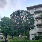 マンションのお庭の維持管理・作業後の木になります。すっきりと綺麗になりました。