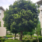 マンションのお庭の維持管理・作業前の木になります。